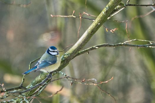 one blue tit on a tree in the winter , cold and sunny day with no people