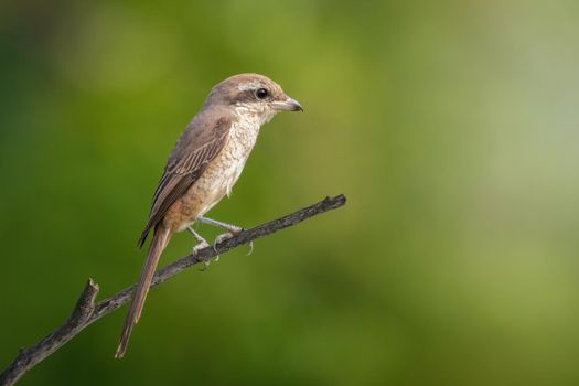 Image of brown shrike (Lanius cristatus) perched on a branch on nature background. Bird. Animals.