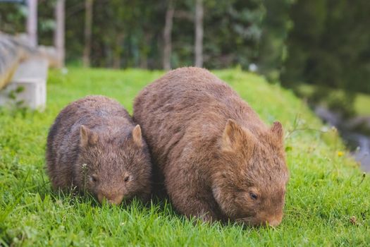 Wombat and her baby grazing on grass at Bendeela Campground. High quality photo