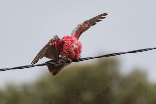 Australian Galah playing in the rain on a powerline. High quality photo