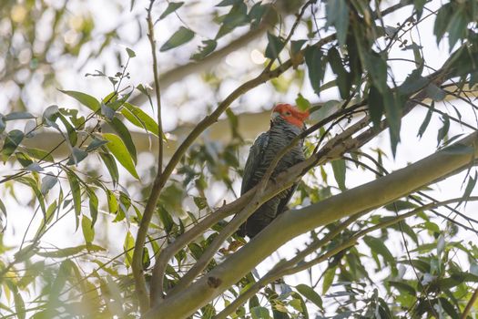 Male Gang Gang Cockatoo sitting in gum tree with leaves and branches in the background at Dalgety, NSW, Australia. High quality photo