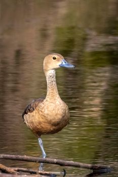 Image of lesser whistling duck or also indian whistling duck (Dendrocygna javanica) on nature background. Bird, Animals.