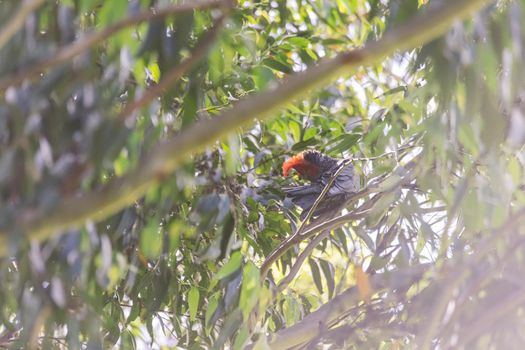 Male Gang Gang Cockatoo sitting in gum tree with leaves and branches in the background at Dalgety, NSW, Australia. High quality photo