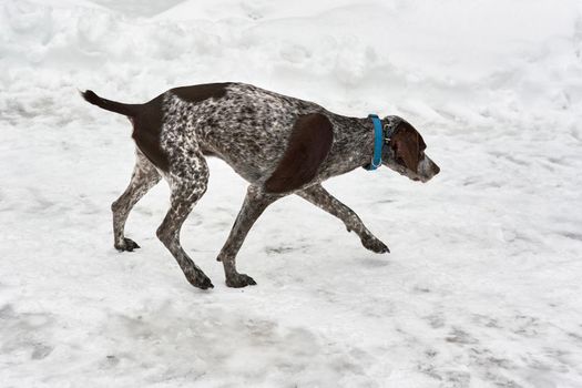 Hunting German Short haired Pointing Pointing Pointer Pointer on a background of white snow