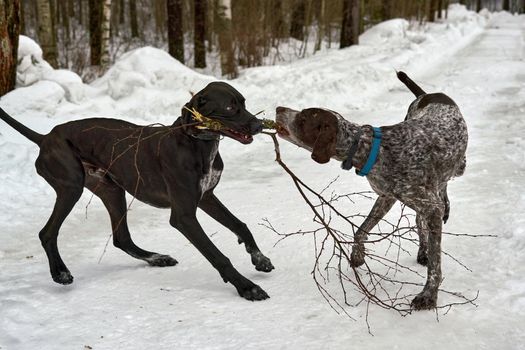 Two dogs play with a tree branch on a winter forest road. Two dogs playing for a walk