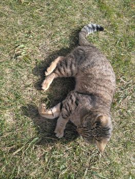 A cat in the garden. A domestic cat in the green grass. Gray cat in the grass, close-up.