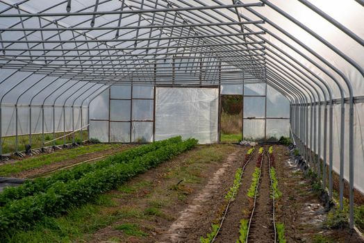 water from the irrigation lines in organic garden greenhouse is visible in soil and young seedlings sprout around them with larger green leafy vegetables in middle rows and open greenhouse door in background. Vertical image of garden and steel construction, no people with copy space.