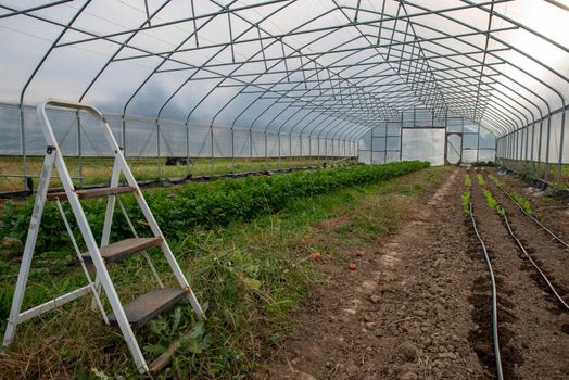 Organic food production with greenhouse interior and garden tools.. Step ladder and irrigation lines visible with seedlings and rows of vegetable plants.