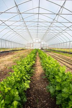 organic garden greenhouse vertical shot in natural sunlight and selective focus with copy space. Long rows of textured celery plants extend back with irrigation lines and garden soil. No people.