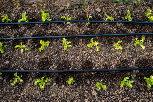 Bright green healthy young arugula lettuce plants grow along irrigation lines in organic garden soil. Wetness is visible in dark soil color. No people, with copy space. Great horticulture food agriculture background