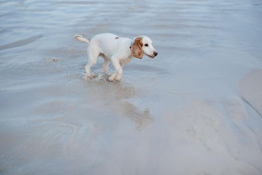 white cheerful young dog spaniel running on the sand
