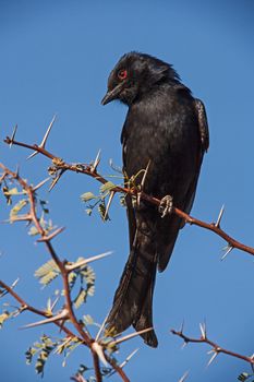 The Drongo will often be found following the large herbivores to hunt the insects flushed from the grass