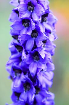 Blue delphinium beautiful flowers in summer garden. Blooming plants in the countryside.