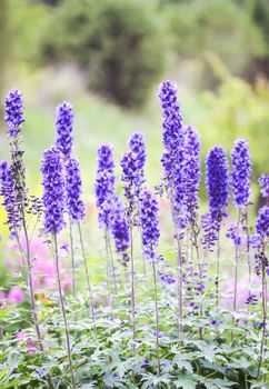 Blue delphinium beautiful flowers in summer garden. Blooming plants in the countryside.