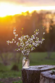 Spring cherry bouquet in a glass vase outdoors