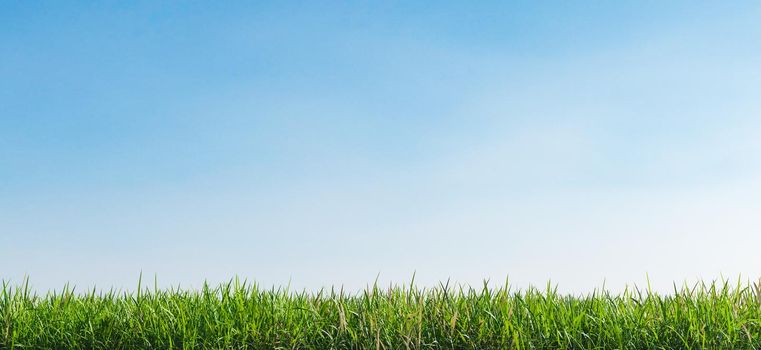 close-up of grass with clear sky background. 3d render