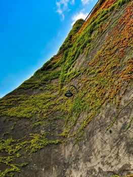 Upward view to wall with hanging outdoor black lamp with a lot of colorful ivy around