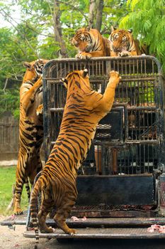 Hungry Bengal tiger feeding show in the zoo