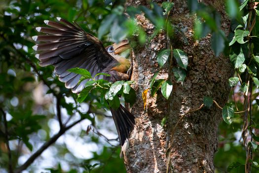 Tickell's brown hornbill bird, in the back, perched in front of a nest in the tropical forest of Khao Yai National Park.
