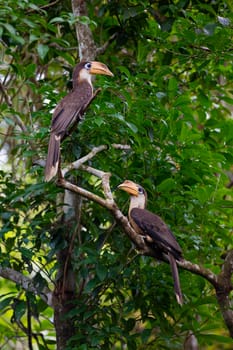 Tickell's brown hornbill bird, in the back, perched in front of a nest in the tropical forest of Khao Yai National Park.