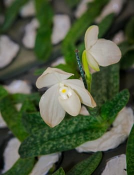 Orchid flower in white seedlings.