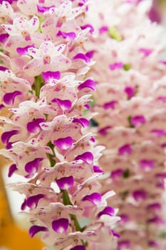 Orchid flowers with a variety of beautiful colors.