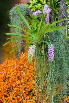 Orchid flowers with a variety of beautiful colors.