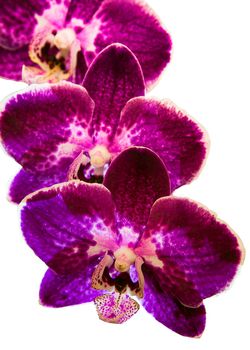 Orchid flowers with a variety of beautiful colors.