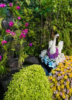 Swan made from orchid flowers.