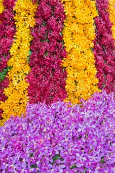 Orchid flowers with a variety of beautiful colors.