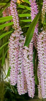 Beautiful purple orchid with a natural background.