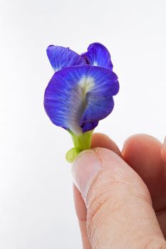 Butterfly Pea isolated on white background