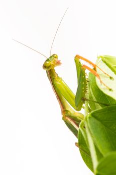 Praying Mantis. on white background