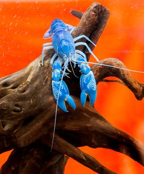 Blue crayfish Standing gracefully