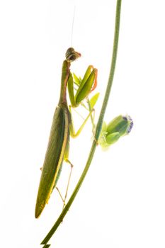 Praying Mantis. on white background