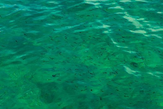 A lot of small tiny fishes swimming in crystal clear water next to city port