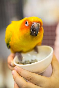 Parakeet in the cage