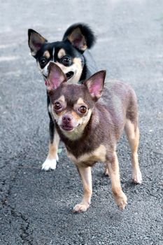 Dog Chihuahua in the garden.