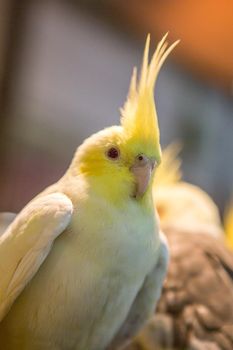 Parakeet in the cage