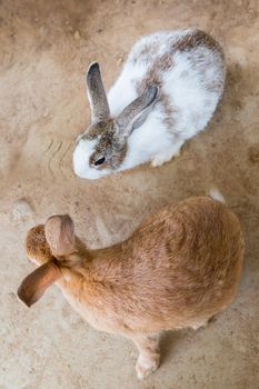 Rabbits in the cage