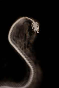 Skeleton of a snake on a black background.