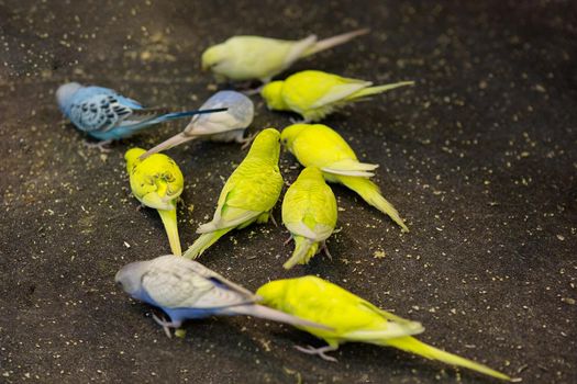 Parakeet in the cage