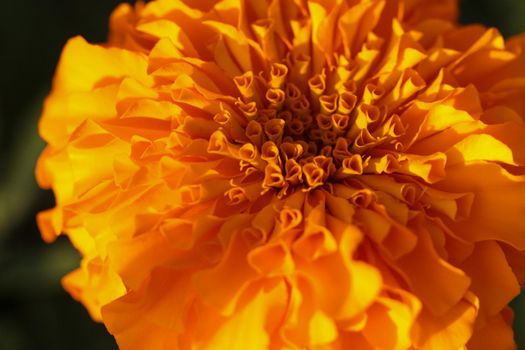 Bright Orange Chrysanthemums Blooming in the summer time . High quality photo