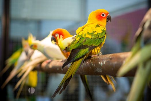 Parakeet in the cage