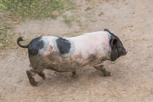 Pig and Piglet for food