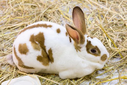 Rabbits in the zoo