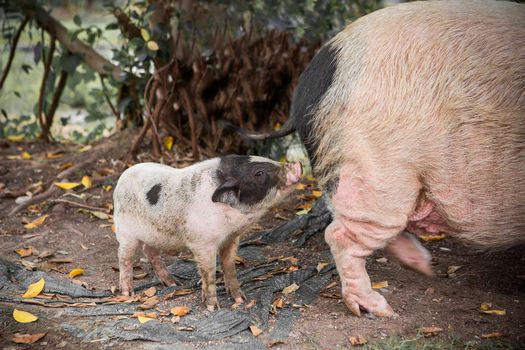 Pig and Piglet for food