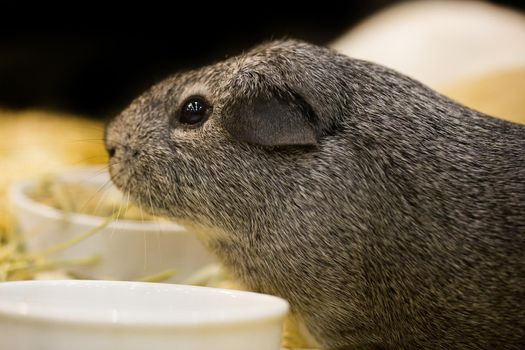 Guinea pig is sleeping