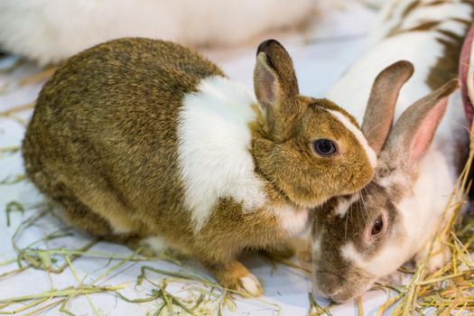 Rabbits in the zoo