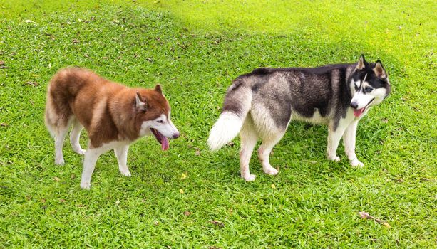 Siberian Husky Dog in the Garden